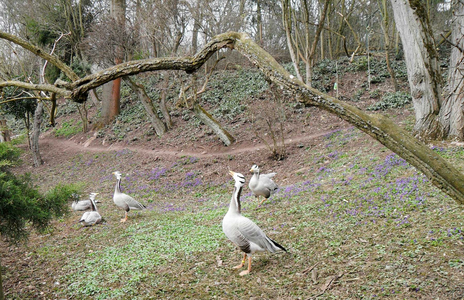 Gänse im Garten