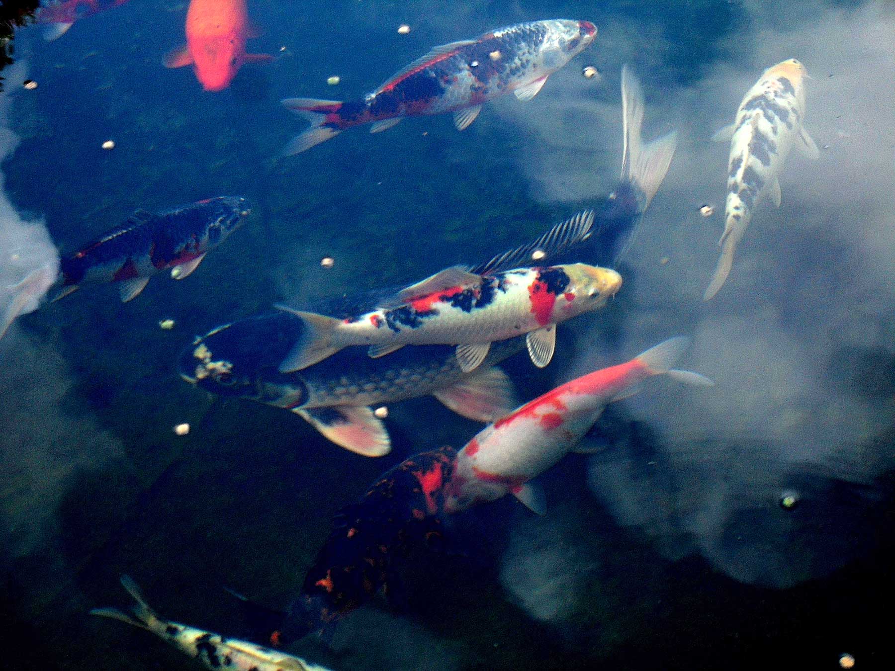 Fische Gartenteich