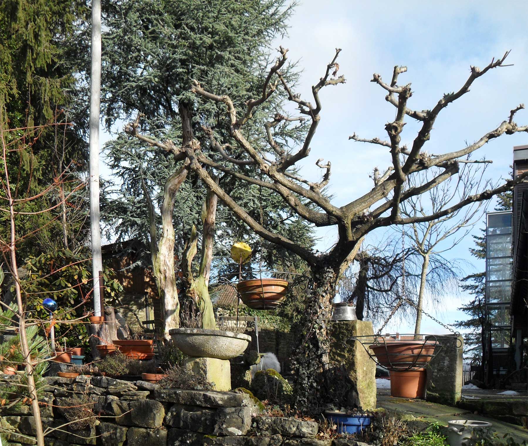 Gespensterbaum