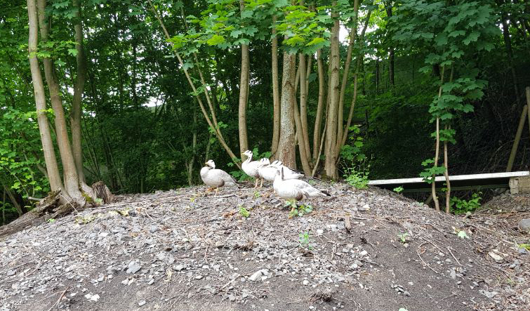 Gänse im Garten